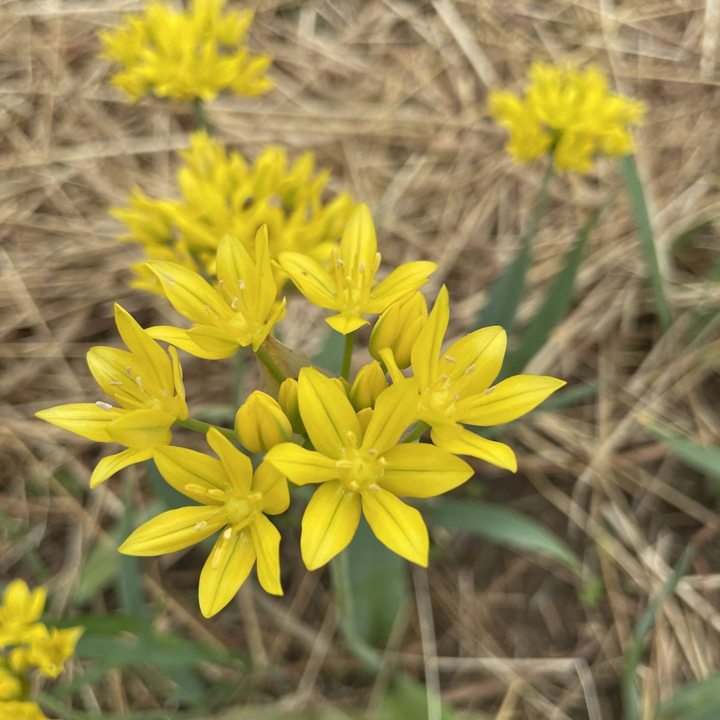 Allium 'Moly Jeannine'