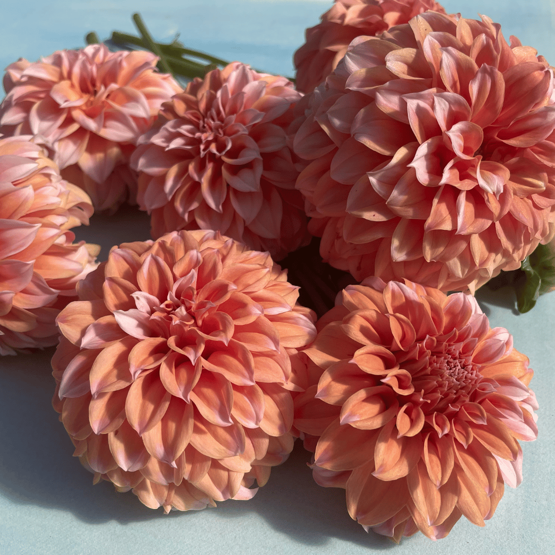 Peaches 'n Cream Dahlia Tuber