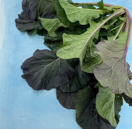 Rainbow Tatsoi – vegetable seed variety