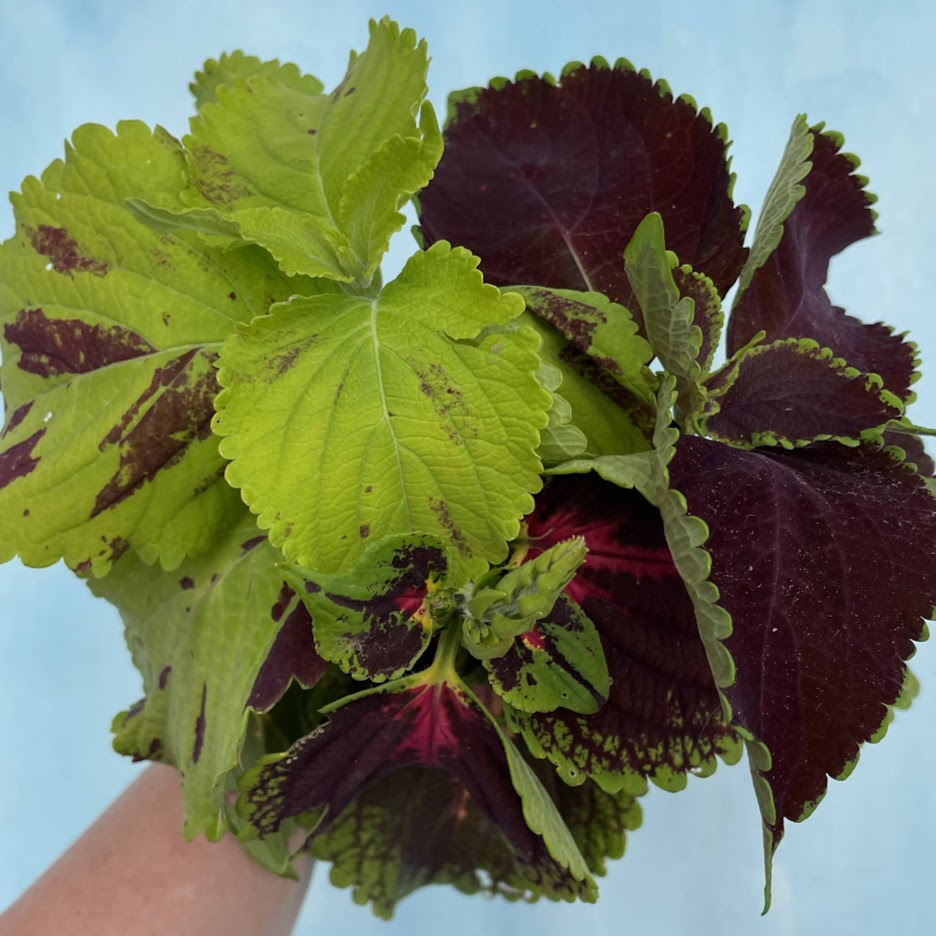 Rainbow Mix Coleus Seedlings