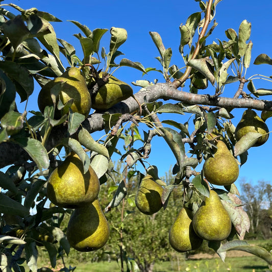 Harrow Sweet Pear Tree – fruit tree