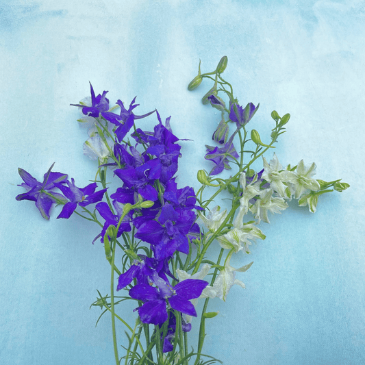 Rocket Larkspur Mix – flower seed variety