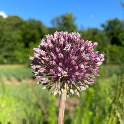 Allium 'Summer Drummer'