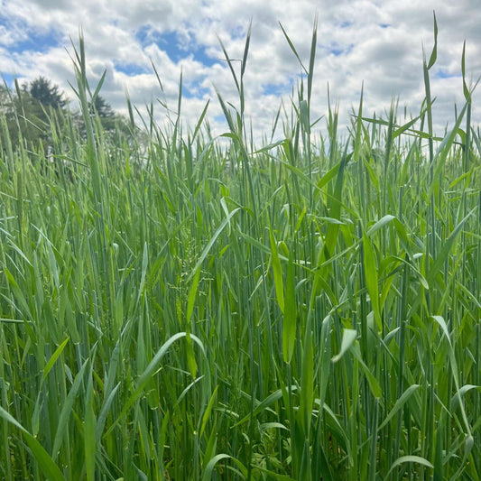 Winter Rye Cover Crop Seed – cover crop seeds