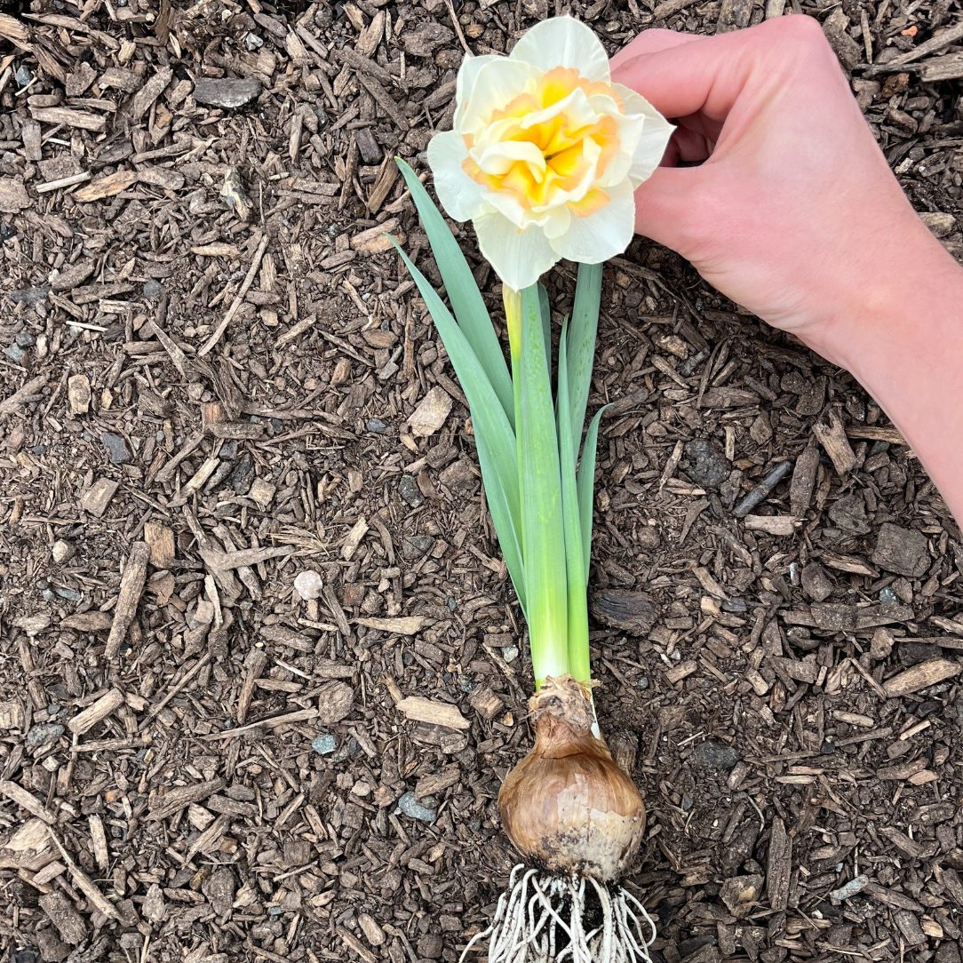 Narcissus 'Sweet Ocean'