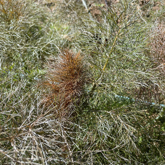 Bronze Fennel – vegetable seed variety
