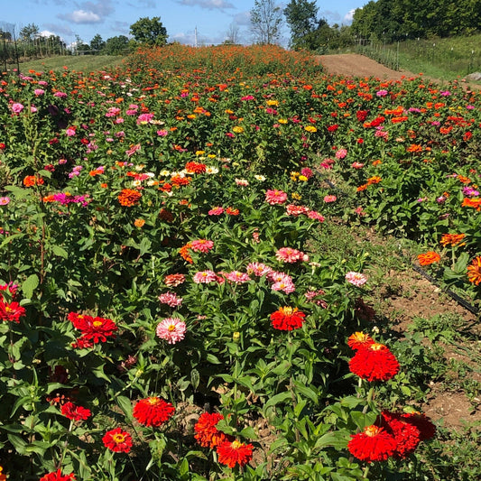 State Fair Zinnia – flower seed variety