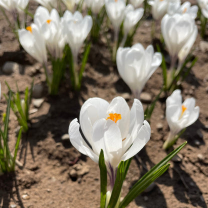 Dutch Large Flowering Crocus 'Jeanne d'Arc'