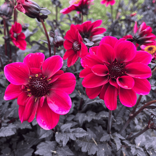 Dracula Dark Dahlia Tuber – spring-planted flower bulb