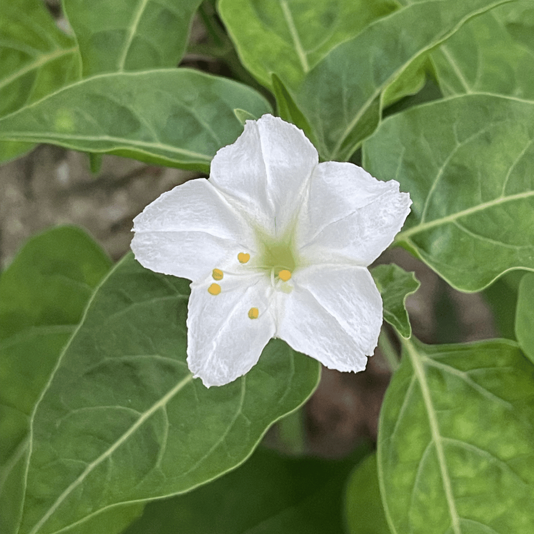 White Four O' Clocks