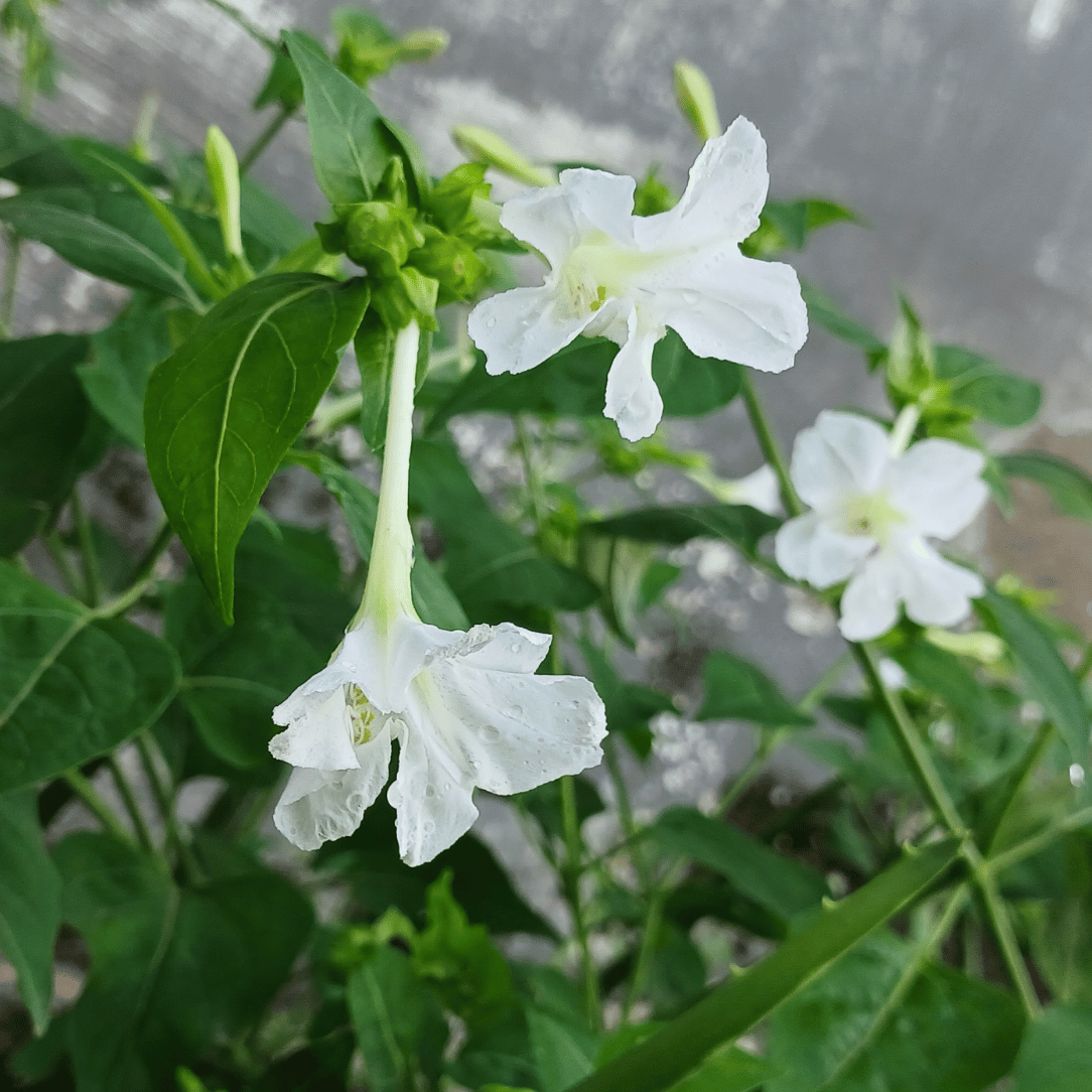 White Four O' Clocks
