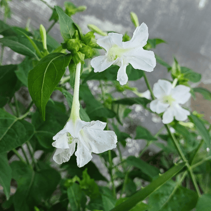 White Four O' Clocks