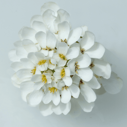 Candytuft - Iberis
