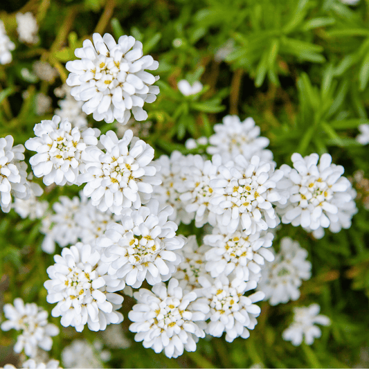 Candytuft - Iberis – flower seed variety