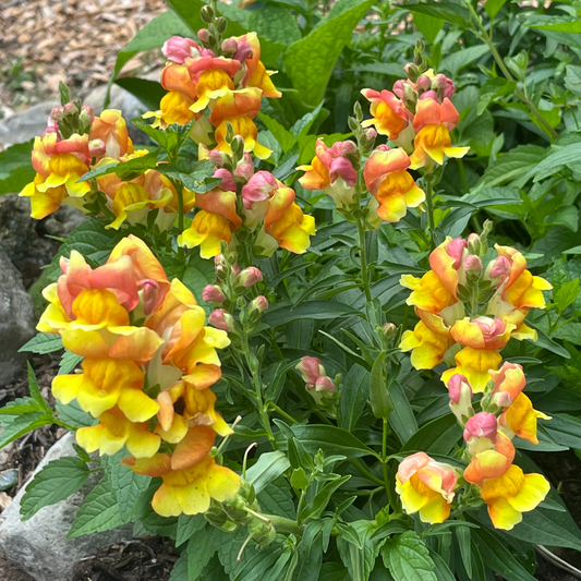 Rembrandt Snapdragon – flower seed variety