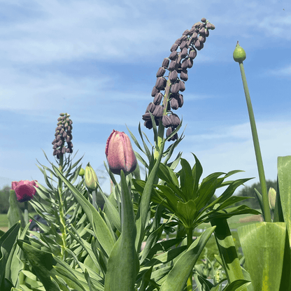 Fritillaria persica