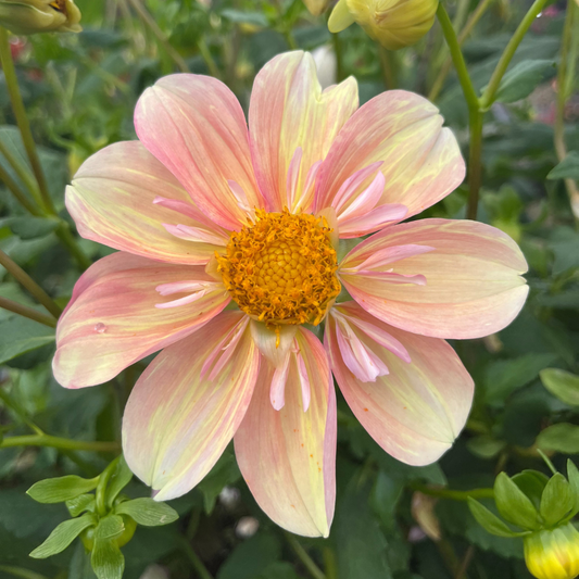 Apple Blossom Dahlia Tuber – spring-planted flower bulb