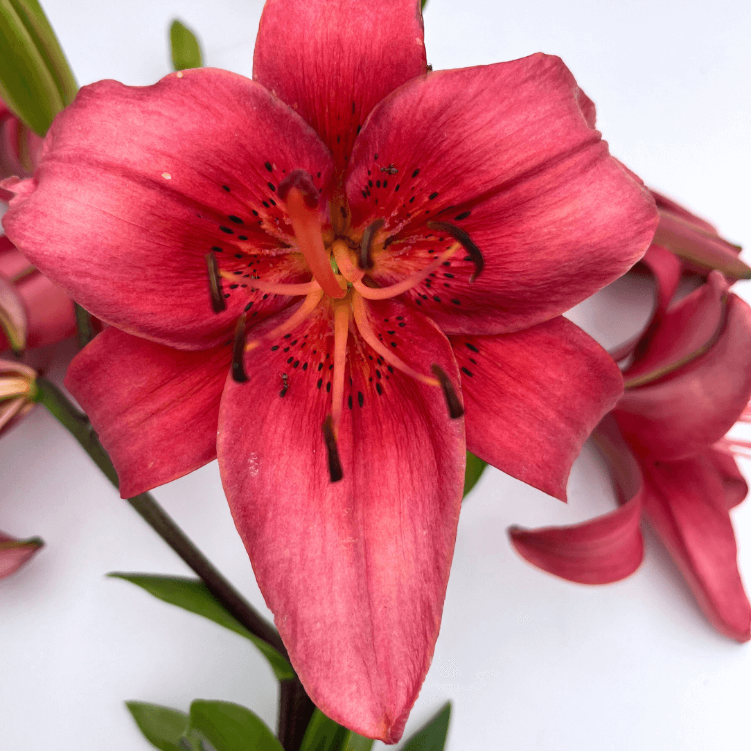 Asiatic Lily 'Pearl Loraine'