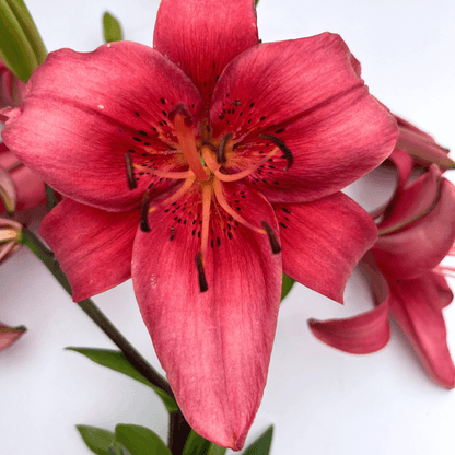 Asiatic Lily 'Pearl Loraine'