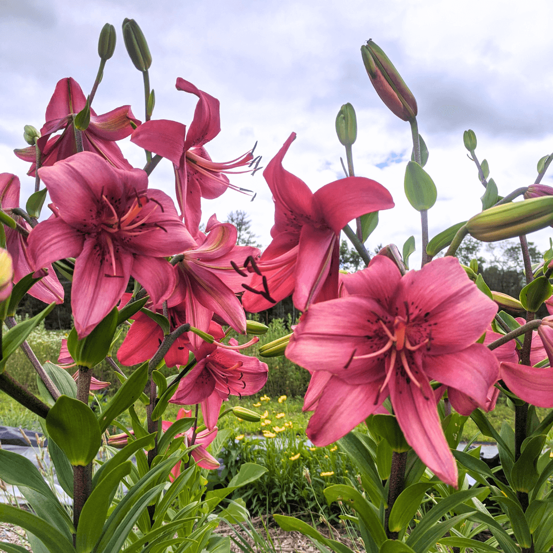 Asiatic Lily 'Pearl Loraine'