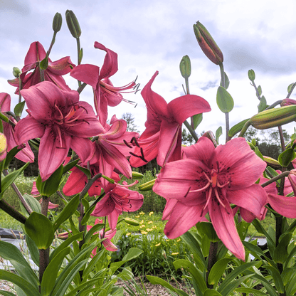 Asiatic Lily 'Pearl Loraine'