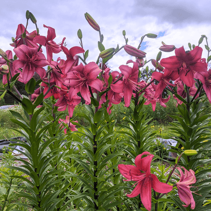 Asiatic Lily 'Pearl Loraine'