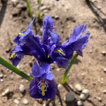 Rock Iris reticulata 'Harmony'