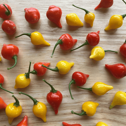 Biquinho  Red Pepper Seedlings