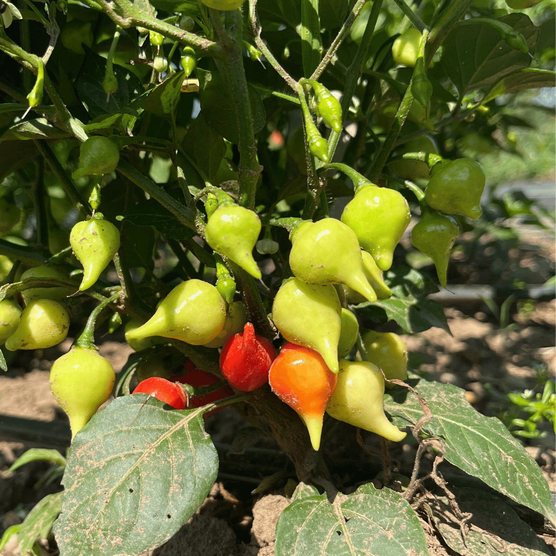 Biquinho  Red Pepper Seedlings