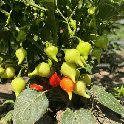 Biquinho  Red Pepper Seedlings