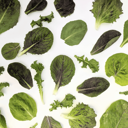 Baby Radicchio Blend – vegetable seed variety