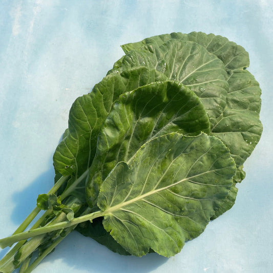 Georgia Southern Collards – vegetable seed variety
