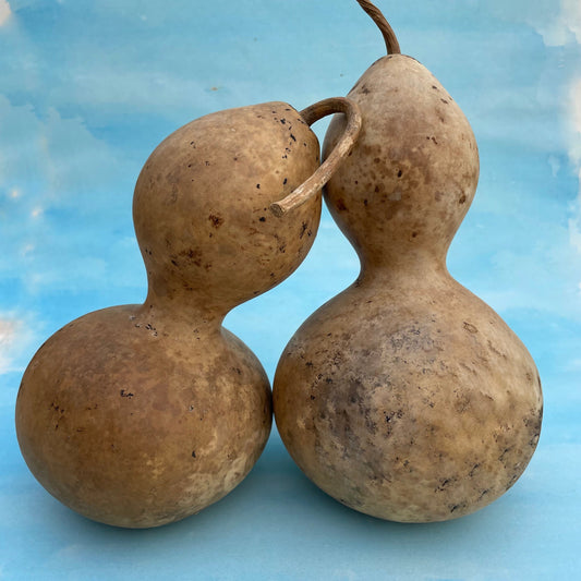 Birdhouse Gourd – vegetable seed variety