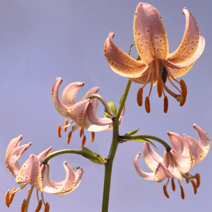 Lily martagon 'Fairy Morning'