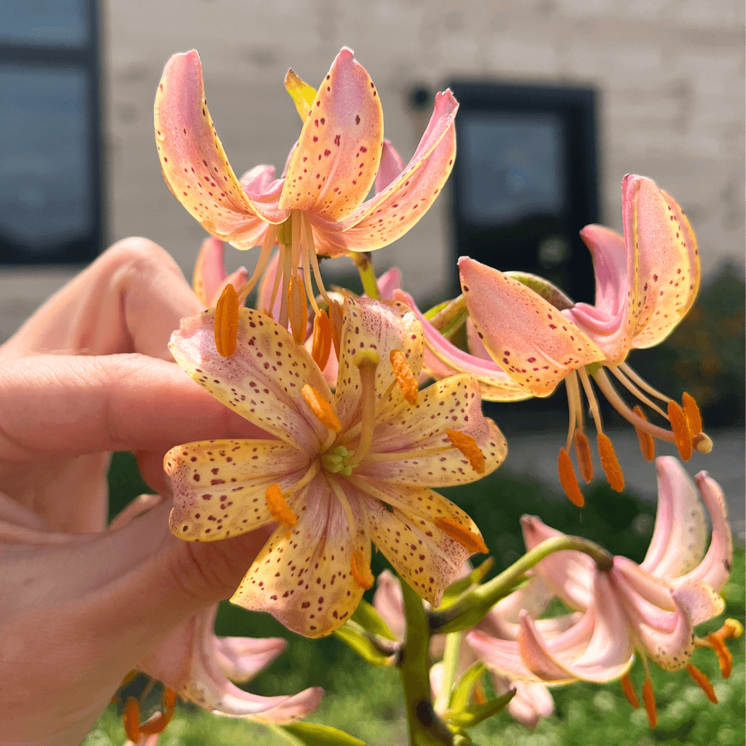 Lily martagon 'Fairy Morning'
