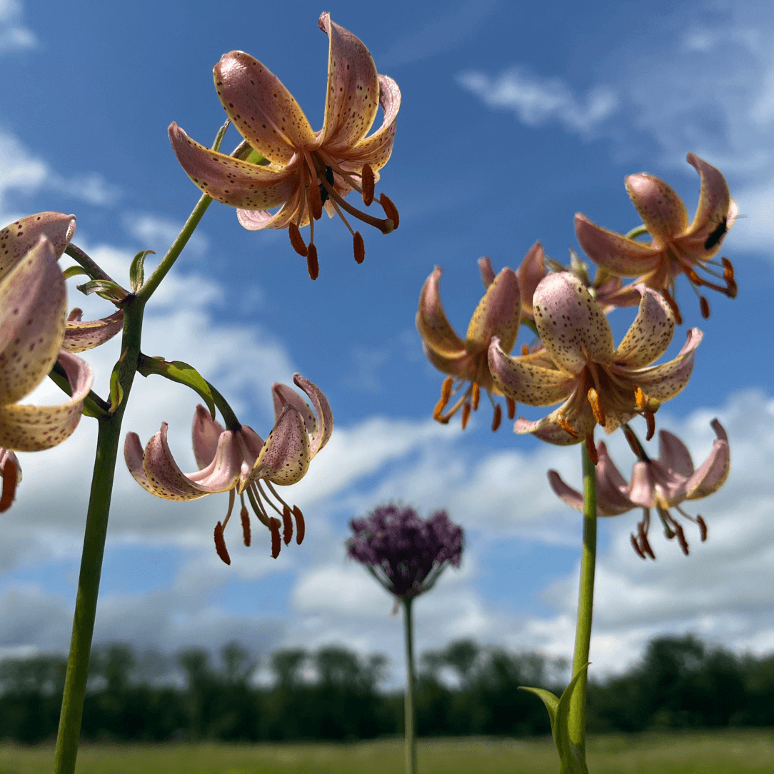 Lily martagon 'Fairy Morning'
