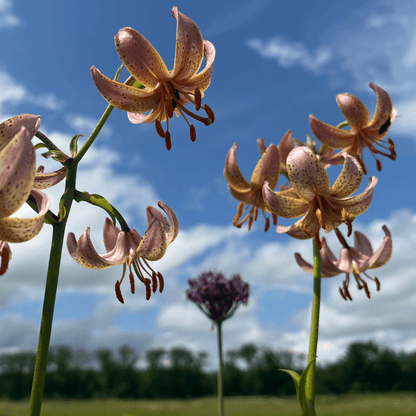 Lily martagon 'Fairy Morning'