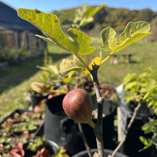 Full Circus Fig Tree – fruit tree