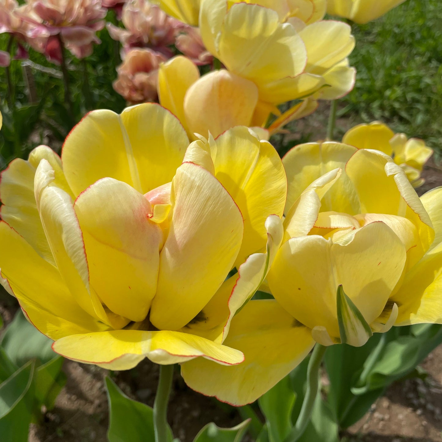 Tulip 'Akebono'