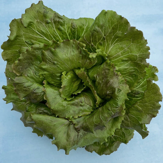 Blushed Butter Oak Lettuce – vegetable seed variety