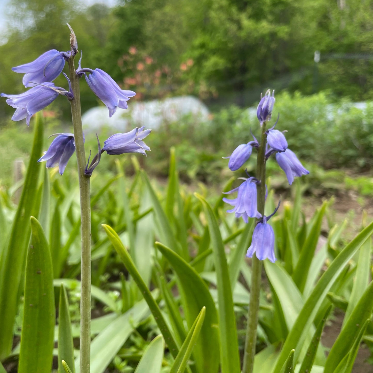 Hyacinthoides hispanica 'Excelsior'