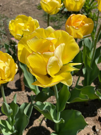 Tulip 'Akebono'