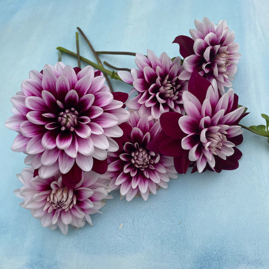 Ryan C Dahlia Tuber – spring-planted flower bulb