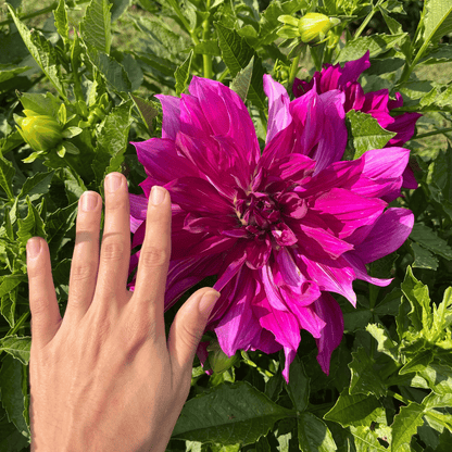 Purple Taiheijo Dahlia Tuber