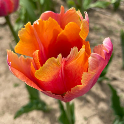 Tulip 'Amazing Parrot'