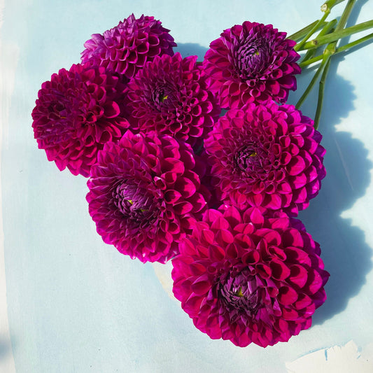 Cartouche Dahlia Tuber – spring-planted flower bulb