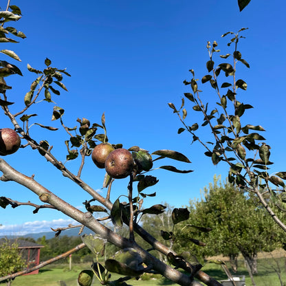 Seckel Pear Tree