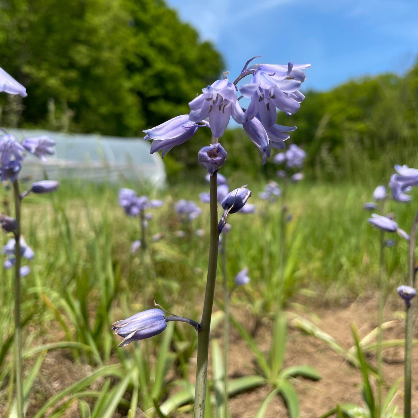 Hyacinthoides hispanica 'Excelsior'