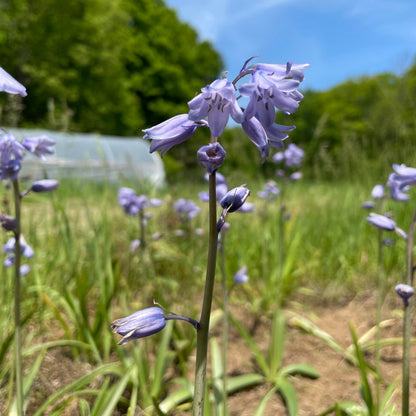 Hyacinthoides hispanica 'Excelsior'