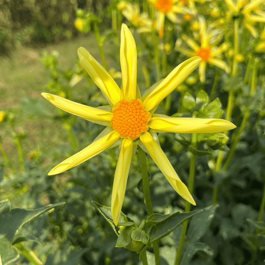 Honka Dahlia Tuber – spring-planted flower bulb